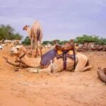 مع نزوح نحو اربعة عشر مليون شخص بسبب الحر