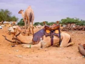 مع نزوح نحو اربعة عشر مليون شخص بسبب الحر