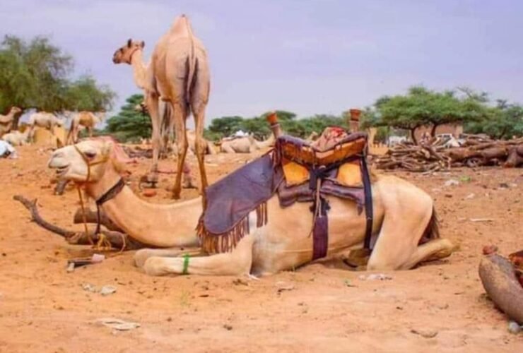 مع نزوح نحو اربعة عشر مليون شخص بسبب الحر