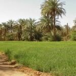 الولاية الشمالية