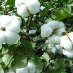 القطن السودانى